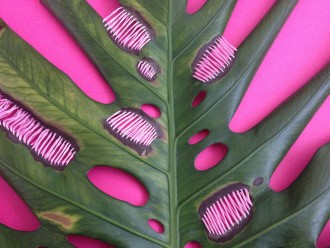 Detalhe da obra ‘Pink Intervention’, bordado em planta de Juliana Curi