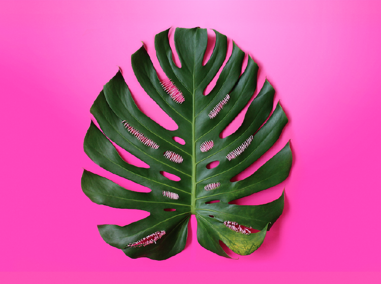 ‘Pink Intervention’, bordado em planta de Juliana Curi