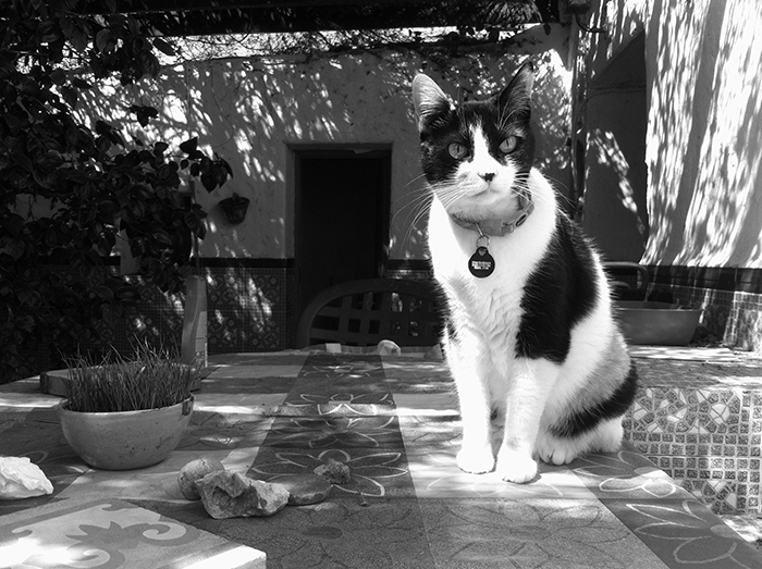 Miel faz 12 anos agora em abril e está com a saúde em dia <3 Ela tem olho de cobra, com certeza seria Slytherin