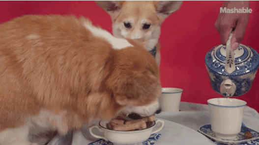 anigif_enhanced-317-1441828131-2