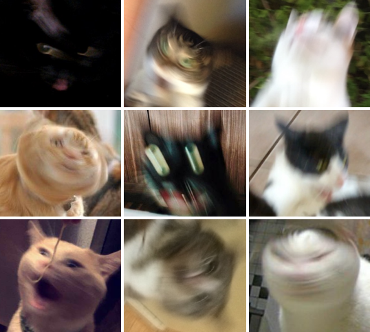 wowcats